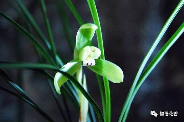 兰花换盆时怎么养?