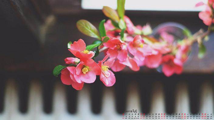 什么季节适合给花卉换盆?