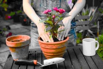 盆栽植物什么时候换盆 如何换盆 图片