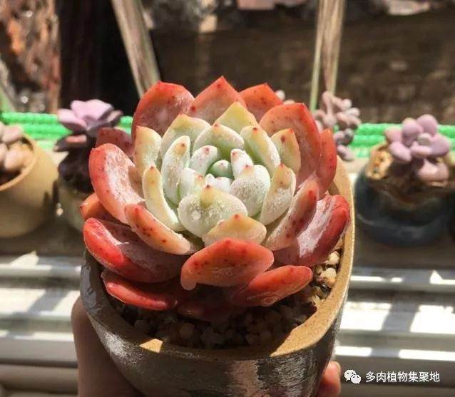过年给多肉植物换盆有技巧！