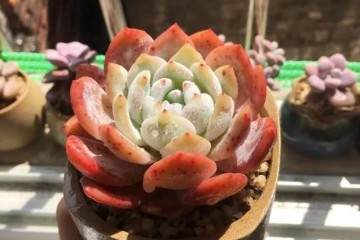 过年给多肉植物换盆有技巧 图片