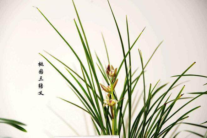 兰花土里掺点这个 10年不换盆 根照样又粗又壮
