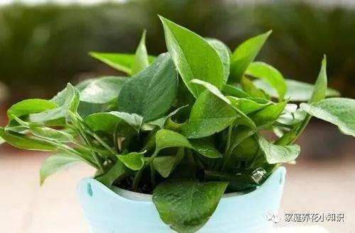 养花小知识:冬季换盆 就得这样做!