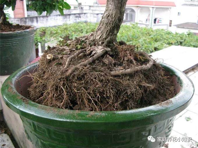 养花小知识:冬季换盆 就得这样做!