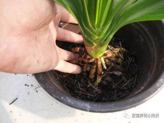 养花小知识:冬季换盆 就得这样做!