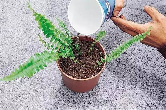 春季就是花卉换盆和繁殖的好时机
