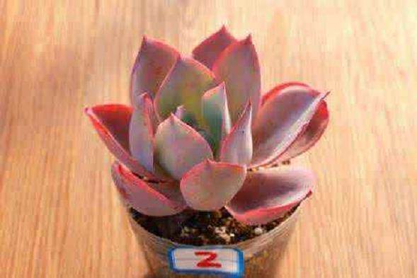 冬天给多肉植物换盆叶子一直在消耗？