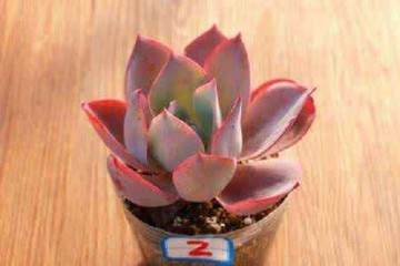 冬天给多肉植物换盆叶子一直在消耗