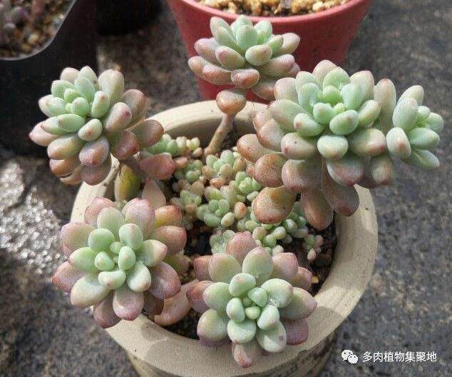 一般一两年我们就需要给多肉换盆一次