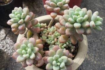 一般一两年我们就需要给多肉换盆一次