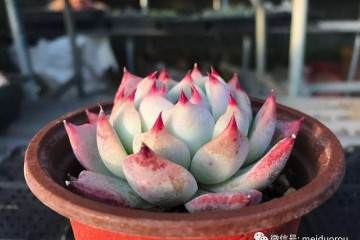 多肉换盆时 如何正确的修根 图片