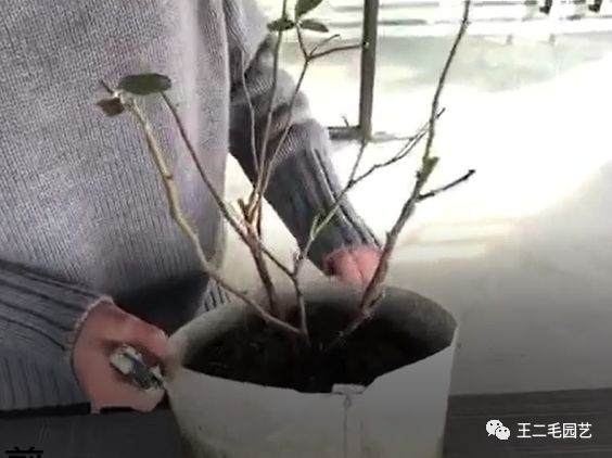 冬季 手把手教你 怎么给盆景换盆?