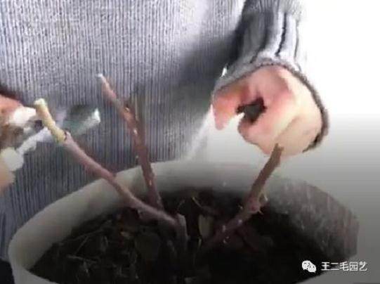 冬季 手把手教你 怎么给盆景换盆?