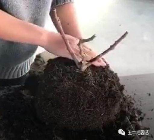 冬季 手把手教你 怎么给盆景换盆?