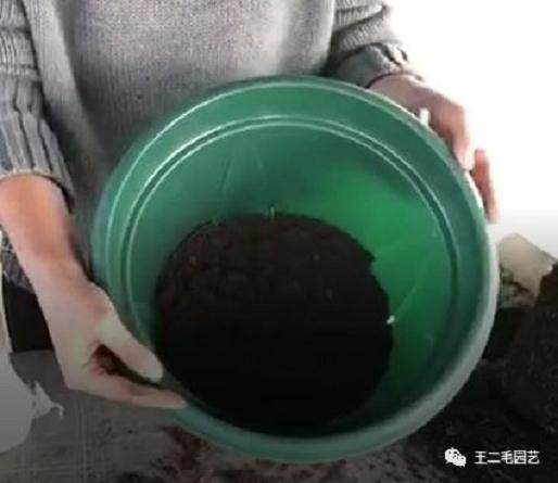 冬季 手把手教你 怎么给盆景换盆?