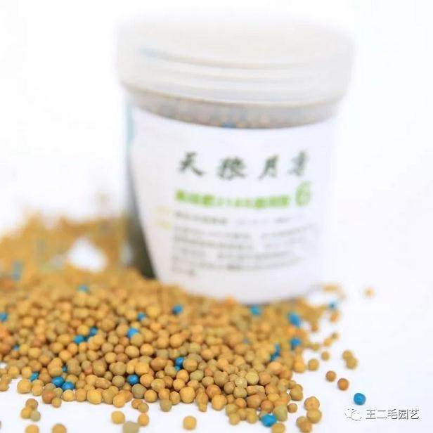 冬季 手把手教你 怎么给盆景换盆?