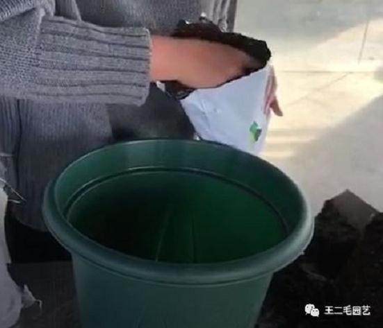 冬季 手把手教你 怎么给盆景换盆?