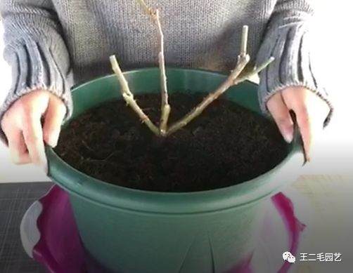 冬季 手把手教你 怎么给盆景换盆的方法