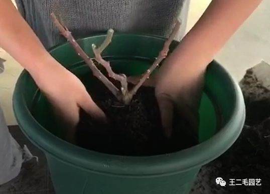 冬季 手把手教你 怎么给盆景换盆的方法