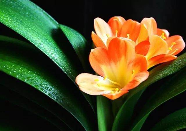 君子兰营养土的配置