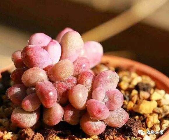 温度能达到15度到20度 多肉可以换盆