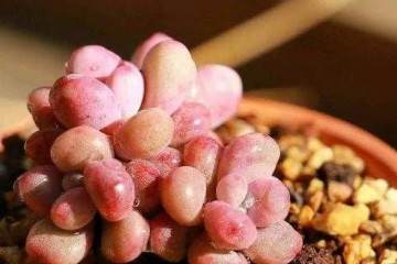 温度能达到15度到20度 多肉可以换盆