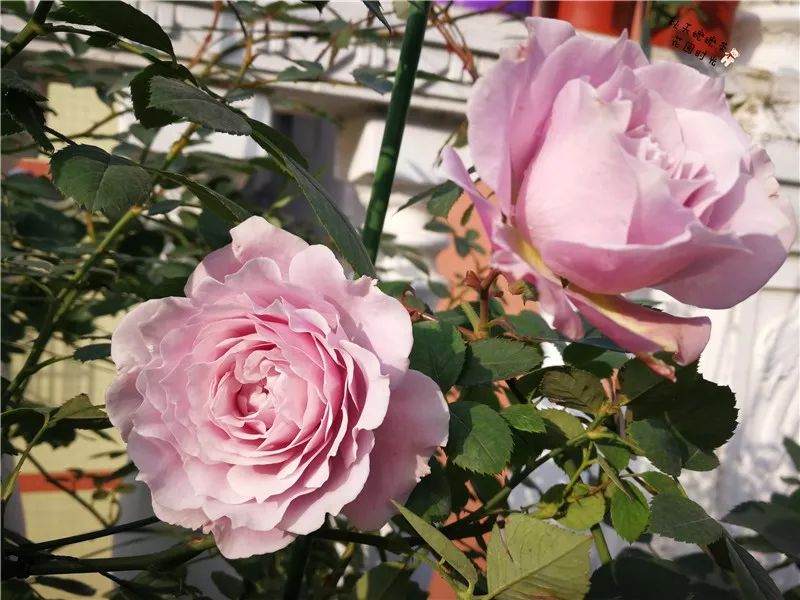 月季花在的冬季养护——换盆及冬剪实录