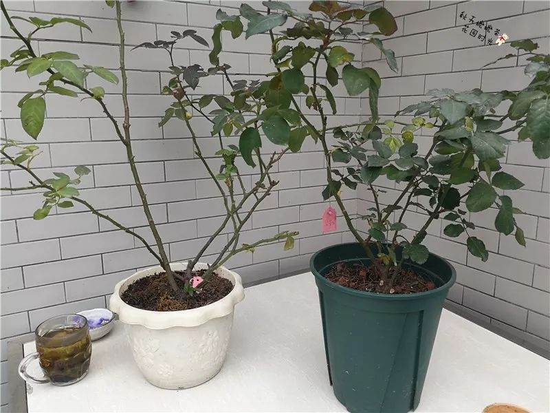 月季花在的冬季养护——换盆及冬剪实录