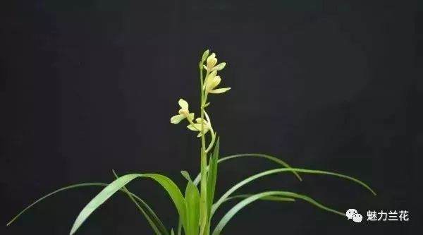 兰花分株换盆的时机