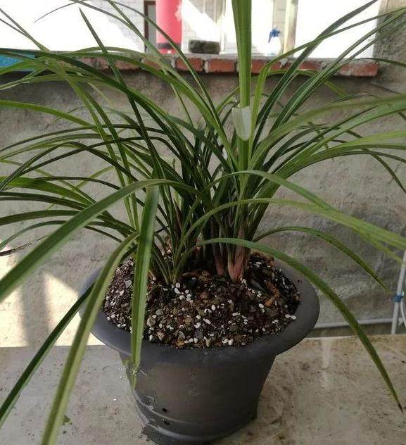 家里兰花养3年了不开花 听人说换盆之后