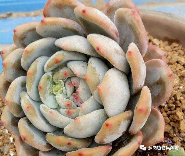 在什么温度下给多肉换盆合适