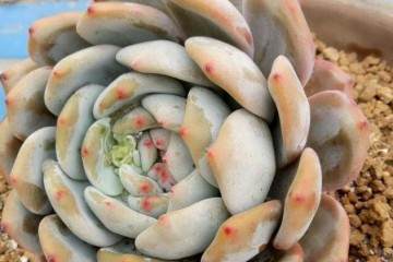 在什么温度下给多肉换盆合适