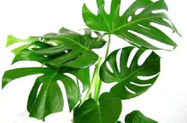 龟背竹盆栽什么时候换盆好?