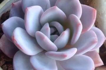 多肉换盆移栽虽然简单 图片