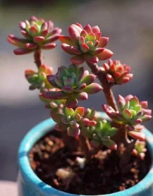 多肉出现以下几种情况 就说明需要换盆了