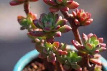 多肉出现以下3种情况 就说明需要换盆了