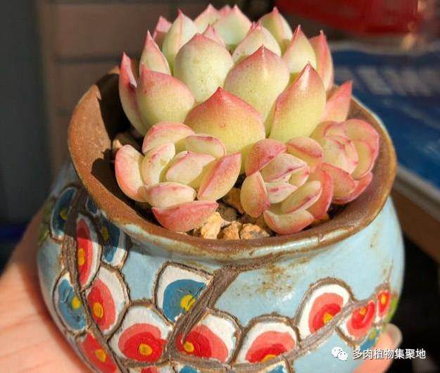 多肉植物换盆这样修剪 适当控水