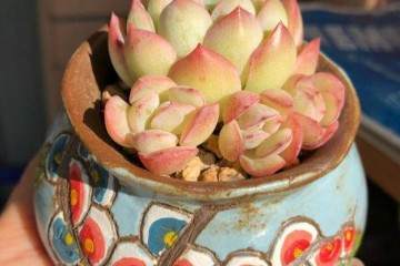 多肉植物换盆这样修剪 适当控水 图片