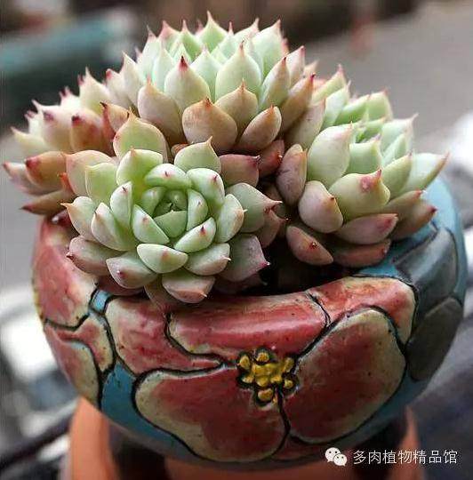 多肉植物为什么要换盆？