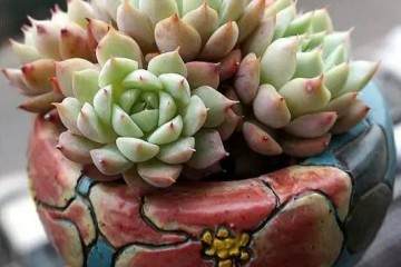 多肉植物为什么要换盆 图片