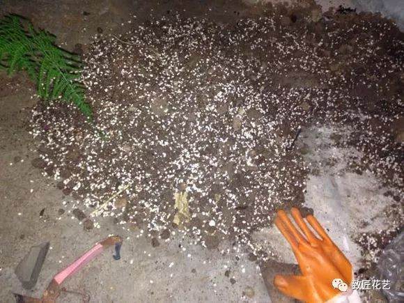 文竹盆景怎么换盆?