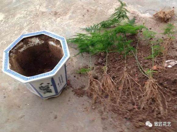 文竹盆景怎么换盆?