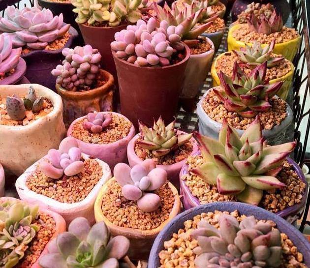 多肉植物换盆移栽注意6点 可轻松爆盆！