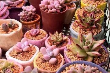 多肉植物换盆移栽注意6点 可轻松爆盆