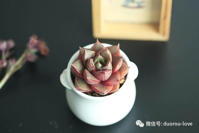 两年不用换盆的多肉植物 大和锦该怎么养?