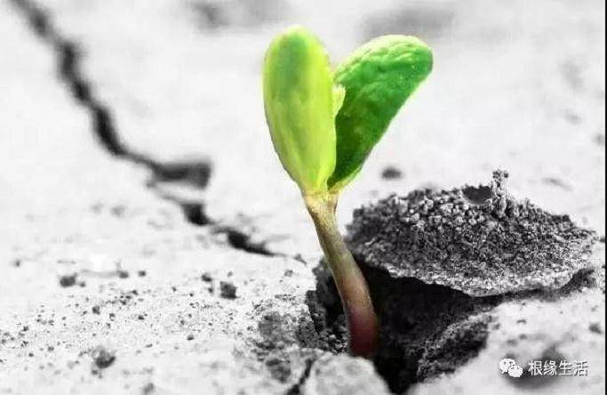 预防花卉盆土板结的妙招