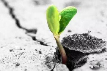 预防盆栽盆土板结的妙招 图片