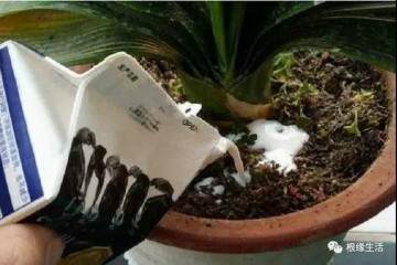一招就能解决盆栽土壤板结 不需要换盆换土