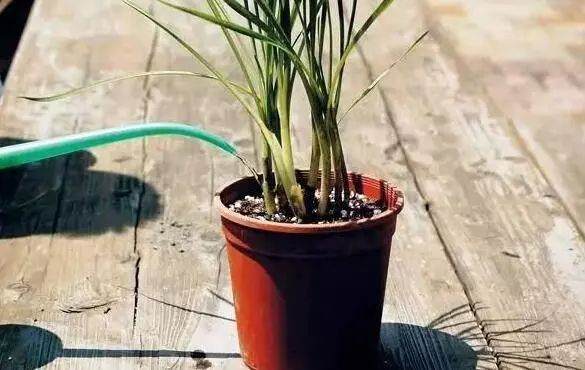养花种草怎么能不懂换盆?