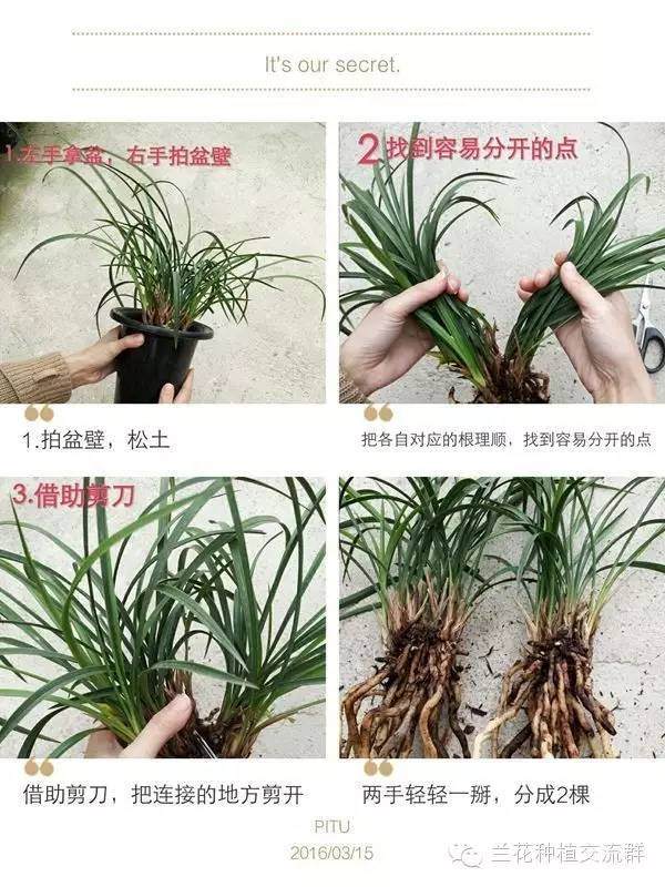 春季动兰花盆可分为 1.翻盆 2.分盆 3.换盆